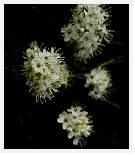 Ledum decumbens * Labrador Tea - Baffin Island - Aug 1978 * 3011 x 3490 * (1.19MB)